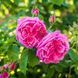 Rose Musk Seventeen 350 ml